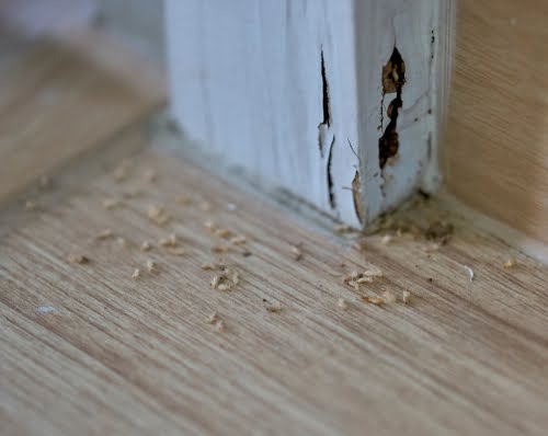Termitesigns1
