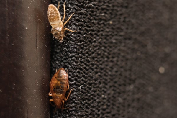 how to spot bed bugs 