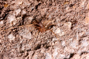 where does the brown recluse spider live?