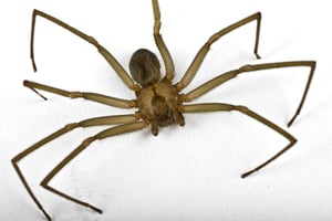 what does the brown recluse spider look like?