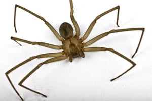 How Dangerous Is A Brown Recluse Spider Bite?