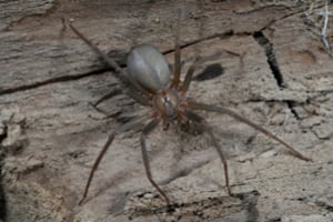 Is the brown recluse spider's venom dangerous?