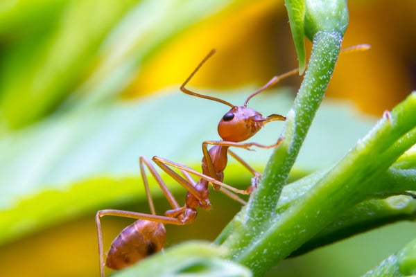 The 20 Weirdest, Wildest Facts About Ants - Plunkett's Pest Control