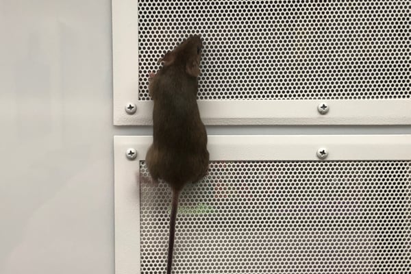 Mice may climb up downspouts to get onto your roof