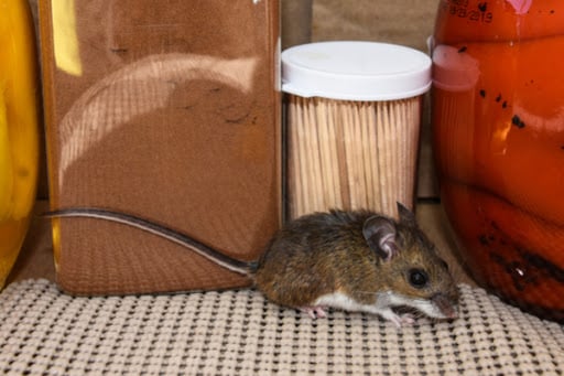 mice can always smell your food