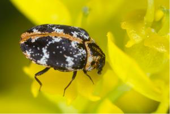 What are Beetles and Where Do They Come From? - Plunkett's Control