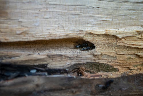 Carpenter Ant Damage