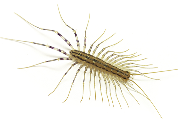 House Centipedes