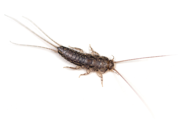 Silverfish