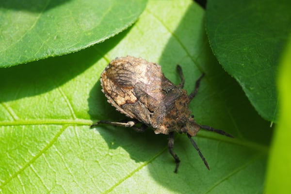 stink bug in the shade