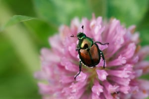 How do I treat Japanese beetles?