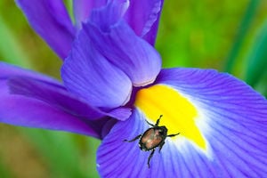 What are Japanese beetles a problem?