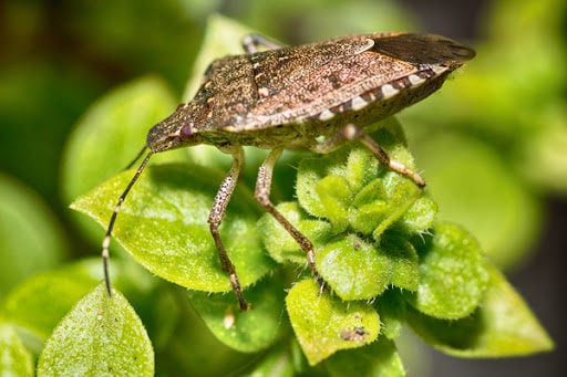 Do you know why stink bugs stink? What do they smell like?