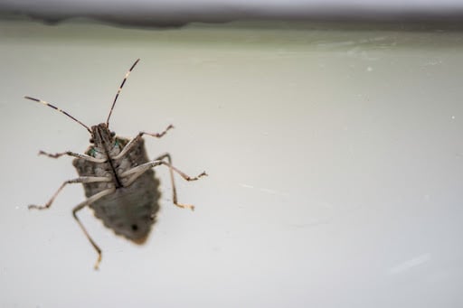 stink bugs actually like the smell of their stink 