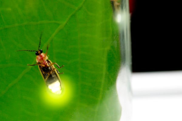firefly lighting up on leaf in summer