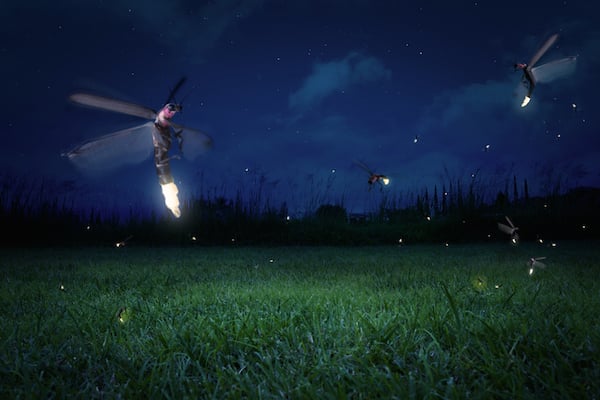 close up of firefly glowing at night over tall grass