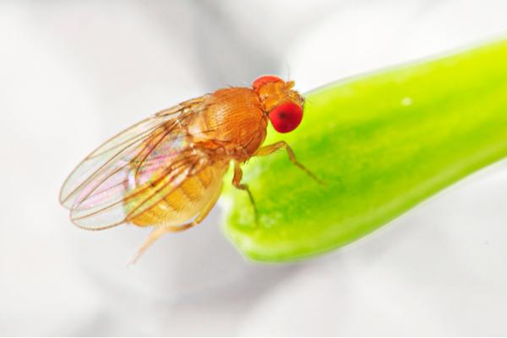 How to Get Rid of Fruit Flies, ASAP
