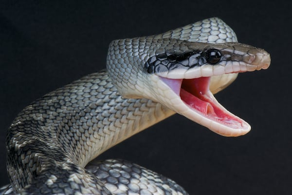 are midwestern snakes dangerous?