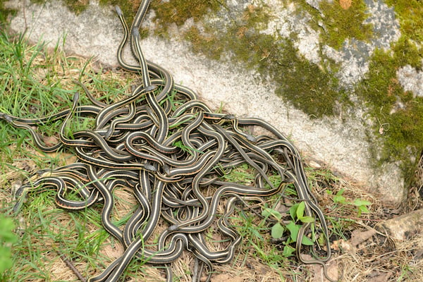 snake pile