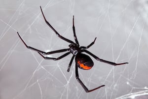 Northern black widow spider