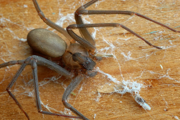 How To Tell The Difference Between A Safe Wolf Spider And Dangerous Brown  Recluse