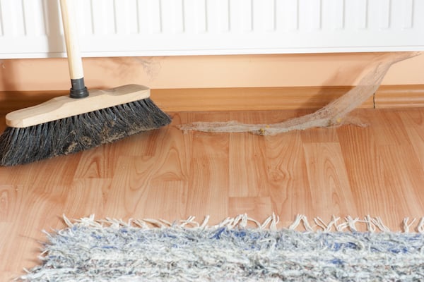Spinnennetz niedrig an der Hauswand, im Zimmer mit Hartholzboden und Teppich.'s wall, in room with hardwood floor and rug.