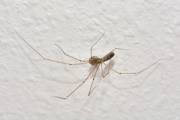 Daddy long legs spider on white wall