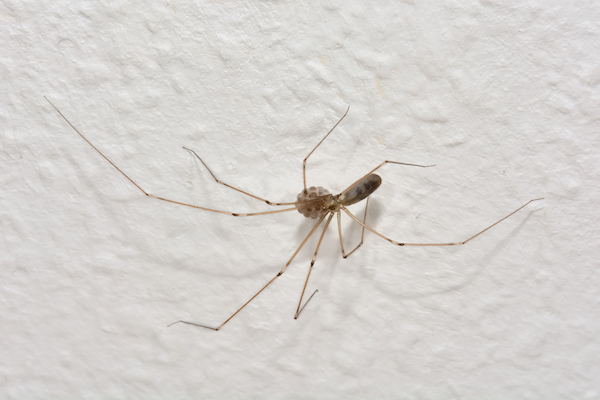 Are the Spiders in My House Dangerous? - Plunkett's Pest Control