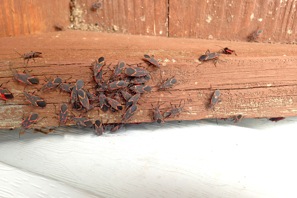 Where Did All Those Box Elder Bugs Go Plunkett S Pest Control