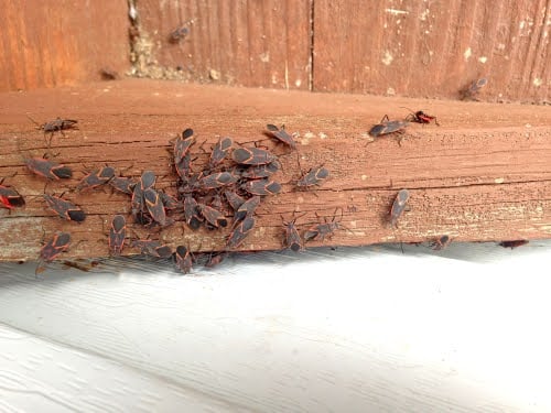 Infestation Of Box Elder Bug