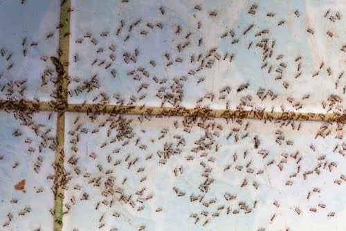 Ant Infestation