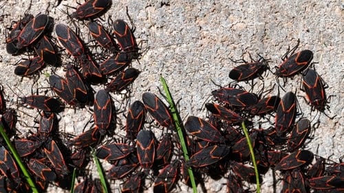 Boxelder Bug Infestation