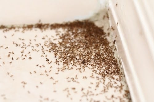 Ant Infestation In House