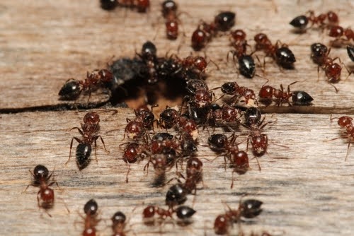 Ant Infestation