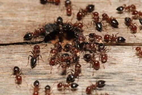Ant Infestation