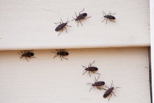 Boxelder Bug Infestation In House Min