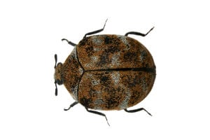 varied carpet beetles