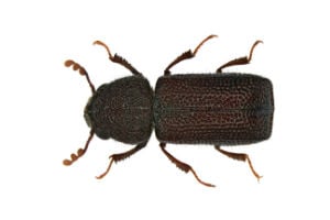 anobiid powderpost beetles