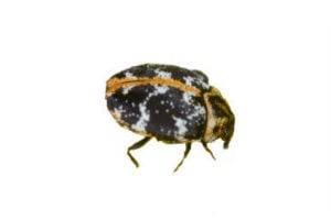 common carpet beetles