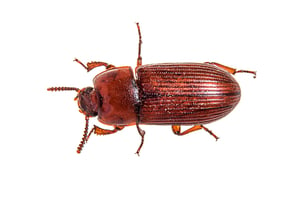 red flour beetles and confused flour beetles