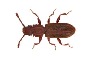 sawtoothed grain beetles