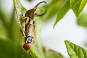 where did earwigs come from?