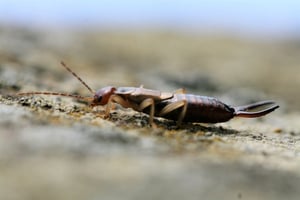what are earwigs?