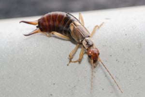 what can we do about earwigs?