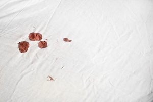 bed bugs red blood stains