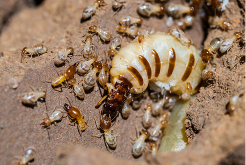 Termite Casing