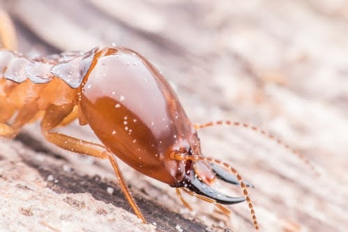 Termite Close Up