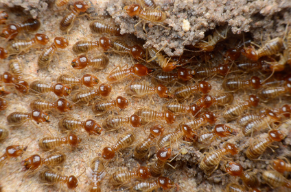 Termite Colonies