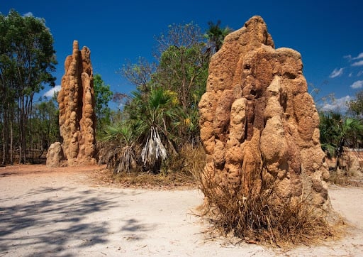 Termite Colony Shape