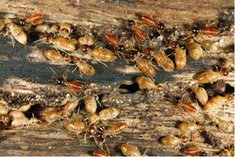 Termite Colony